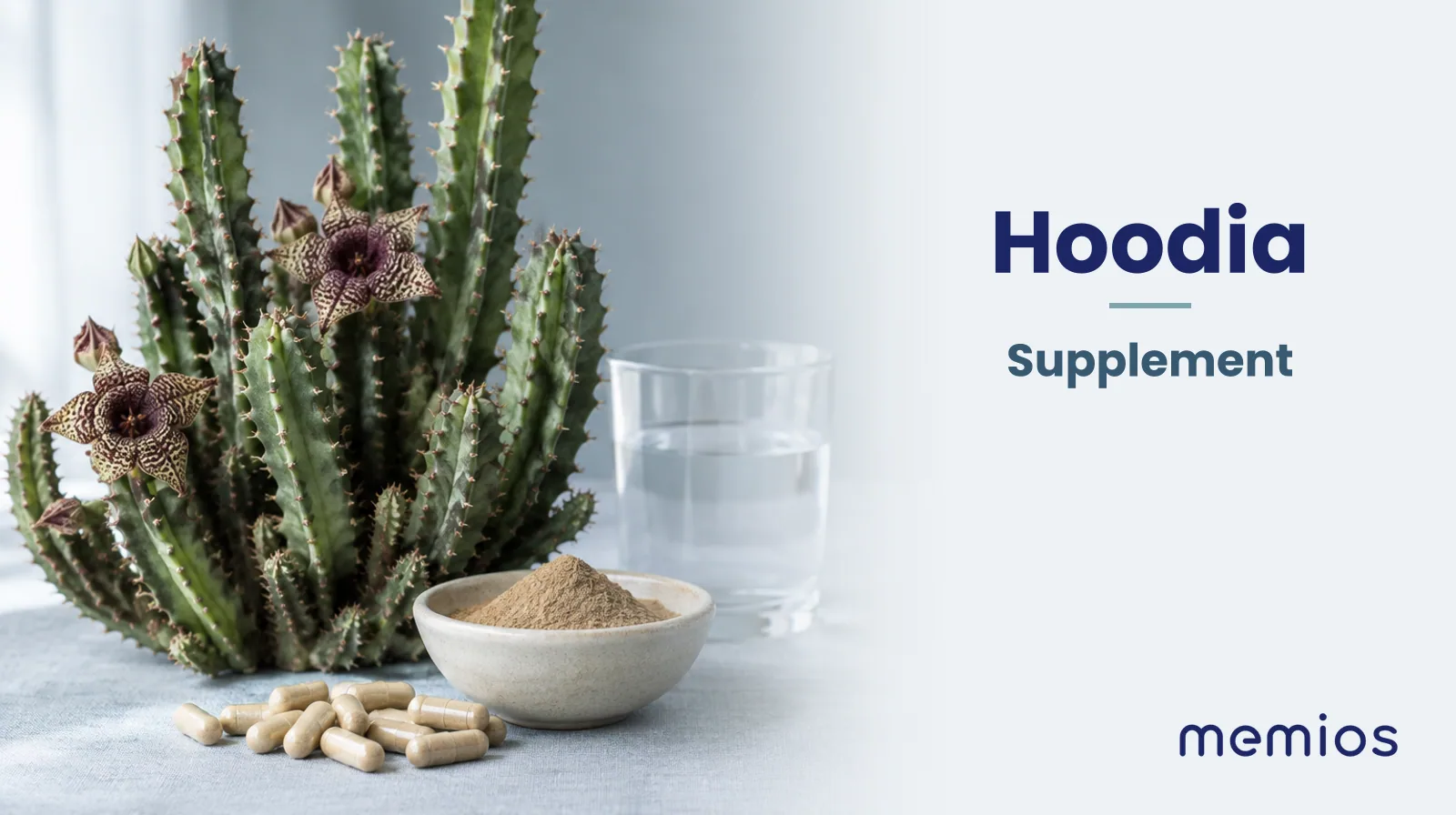 Photograph for Hoodia: its natural source and a bowl of powder or capsules on pale linen.